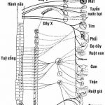 he_than_kinh_thuc_vat