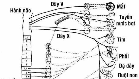 Đại cương thuốc tác dụng trên hệ thần kinh thực vật