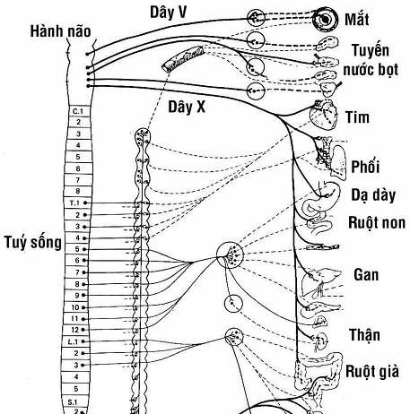 Đại cương thuốc tác dụng trên hệ thần kinh thực vật