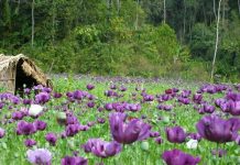 Các bước của quá trình tạo hạt ướt