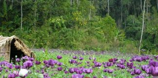 Các bước của quá trình tạo hạt ướt