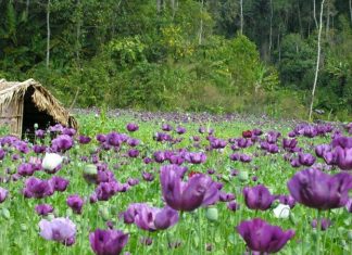 Các bước của quá trình tạo hạt ướt