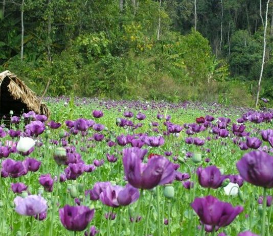 Họ á phiện (papaveraceae) và họ từ đổng (Fumariaceae)