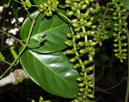 lớp dây gắm (Gnentopsida) và ngành ngọc lan (MaGNOLIOPHYTA)