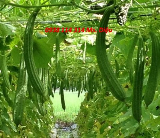 Họ bầu bí (cucurbitales) đặc điểm và cấu trúc học