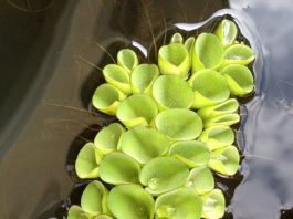 họ bèo ong (salviniaceae) và ngành thông (pninophyta)