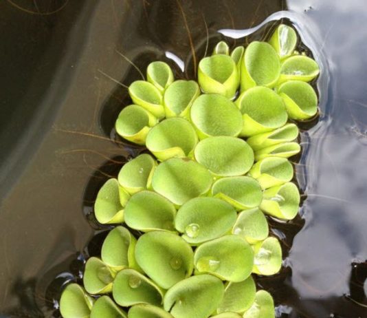 họ bèo ong (salviniaceae) và ngành thông (pninophyta)