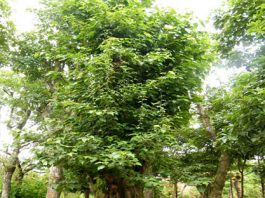 Họ Bồ đề ( Styracales) và họ dung và họ thị (ebaceae)