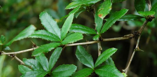 Phân lớp hoàng liên (ranunculidae) và bộ hoàng liên