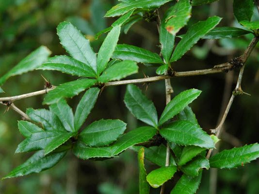 Phân lớp hoàng liên (ranunculidae) và bộ hoàng liên