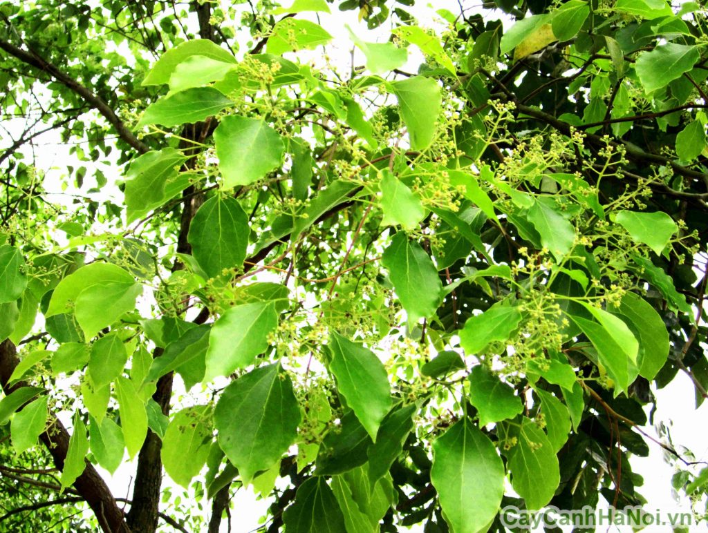 BỘ LONG não (laurales) và họ long não (lauraceae)