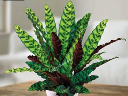 Bộ Đuôi công ( Plumbaginaceae) & Phi lao (Casuarinales)