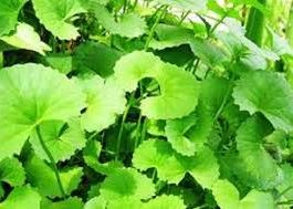 Công dụng của rau má