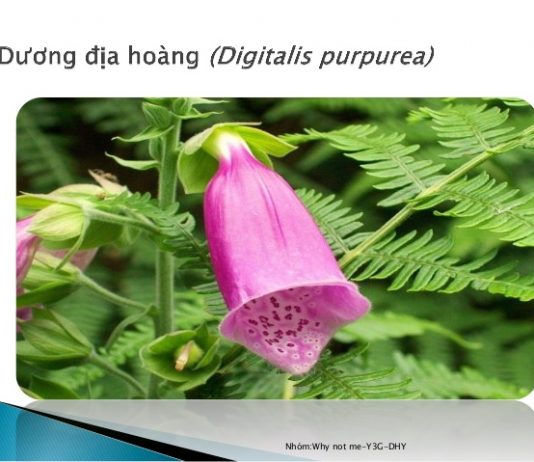 Dược động học, áp dụng điều trị và ngộ độc thuốc digitalis