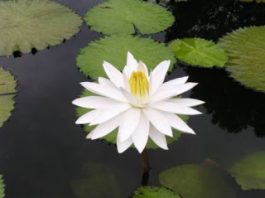 Phân lớp súng (NYMPHAEIDAE) phần tiếp