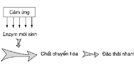 Đặc tính thuốc cảm ứng enzym gan