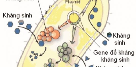 Sự lan truyền vi khuẩn đề kháng
