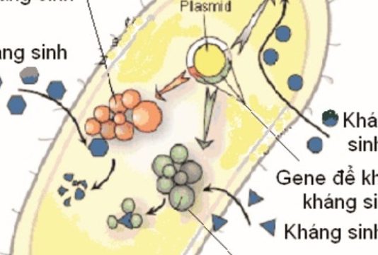 Sự lan truyền vi khuẩn đề kháng