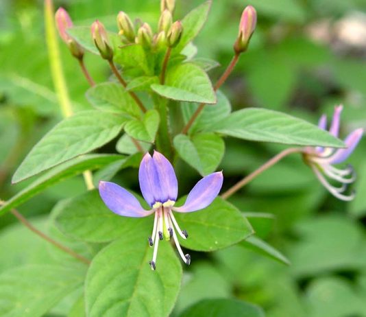 cây trong họ bầu bí và bộ màn màn(capparaceae)