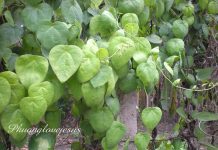 Tổng quan về nhiễm độc da dị ứng thuốc