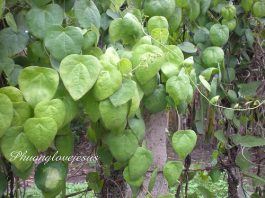 Tổng quan về nhiễm độc da dị ứng thuốc