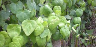 Tổng quan về nhiễm độc da dị ứng thuốc