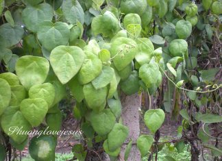 Tổng quan về nhiễm độc da dị ứng thuốc