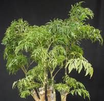 Công dụng của đinh lăng