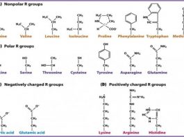 Đại cương về sản xuất các amino acid