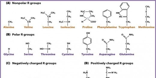 Đại cương về sản xuất các amino acid