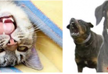 Các yếu tố ảnh hưởng đến sự phân bổ thuốc