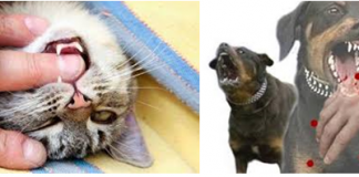 Các yếu tố ảnh hưởng đến sự phân bổ thuốc