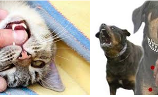 Các yếu tố ảnh hưởng đến sự phân bổ thuốc