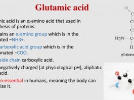 Vi sinh vật sinh tổng hợp acid glutamic
