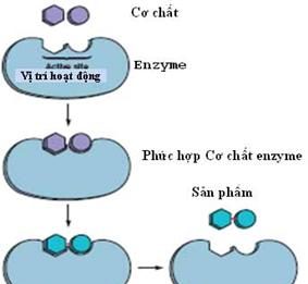 Tổng quan về kĩ thuật sản xuất enzym