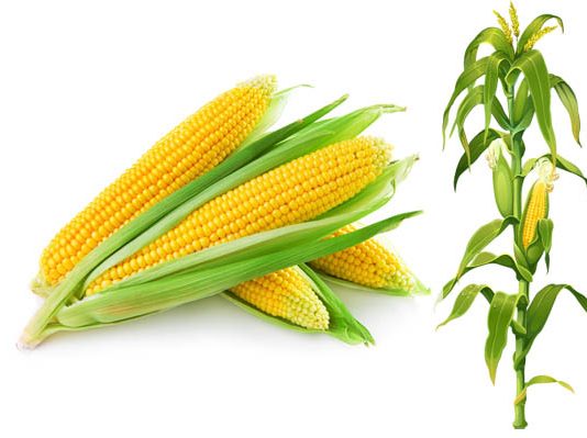 Giá trị dinh dưỡng của ngô