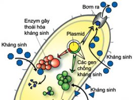 Nghiên cứu về dược lý và điều trị của kháng sinh