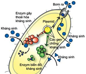 Nghiên cứu về dược lý và điều trị của kháng sinh