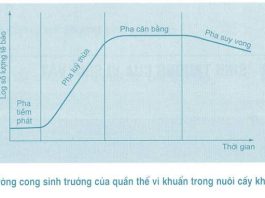 Các giai đoạn phát triển của vi sinh vật