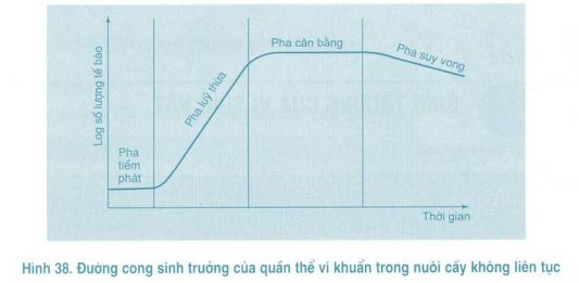 Các giai đoạn phát triển của vi sinh vật