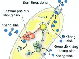 Nghiên cứu một số vấn đề của kháng sinh