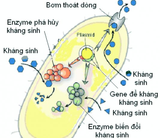 Nghiên cứu một số vấn đề của kháng sinh