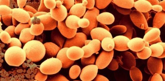 Sản xuất sinh khối nấm men