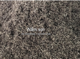 Sản xuất nấm sợi