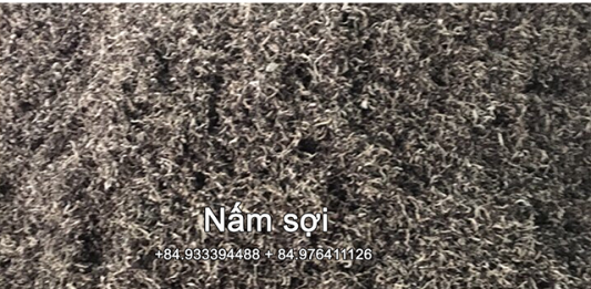 Sản xuất nấm sợi