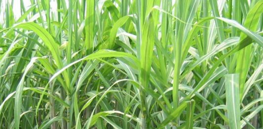 Rỉ đường và nấm men để sản xuất sinh khối nấm men