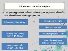 Kỹ thuật sản xuất enzym