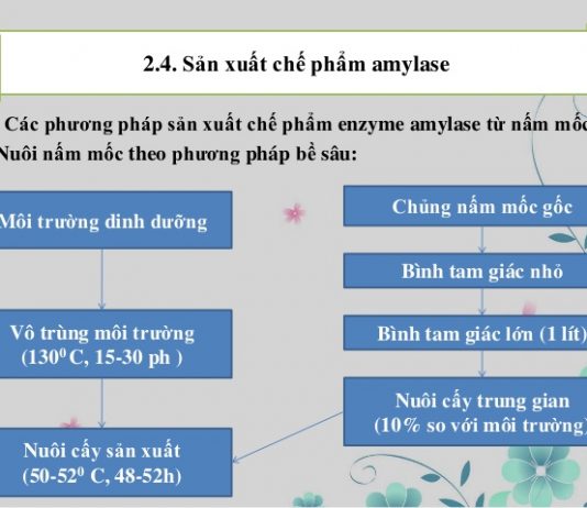 Kỹ thuật sản xuất enzym