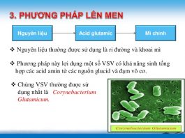Quy trình lên men, chiết xuất acid glutamic và sản xuất mì chính