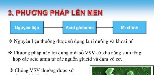 Quy trình lên men, chiết xuất acid glutamic và sản xuất mì chính